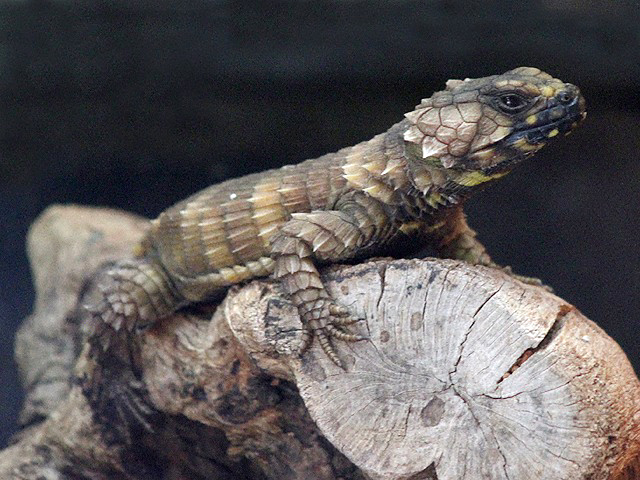 動物図鑑、アルマジロトカゲ